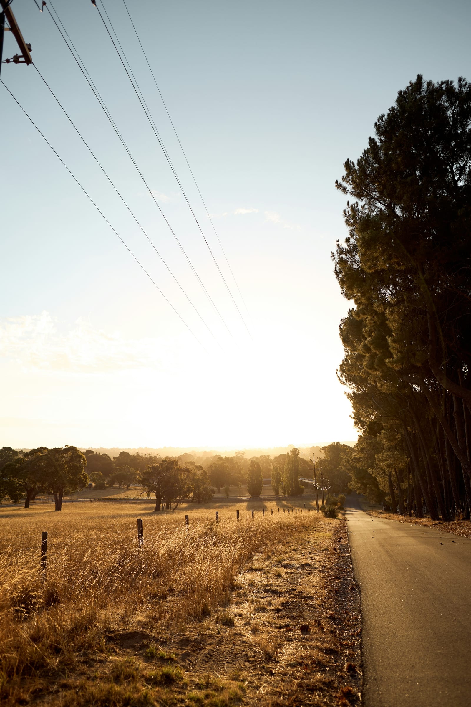 A country road at golden hour with tall trees and a dry-grass field running along a fence line.
