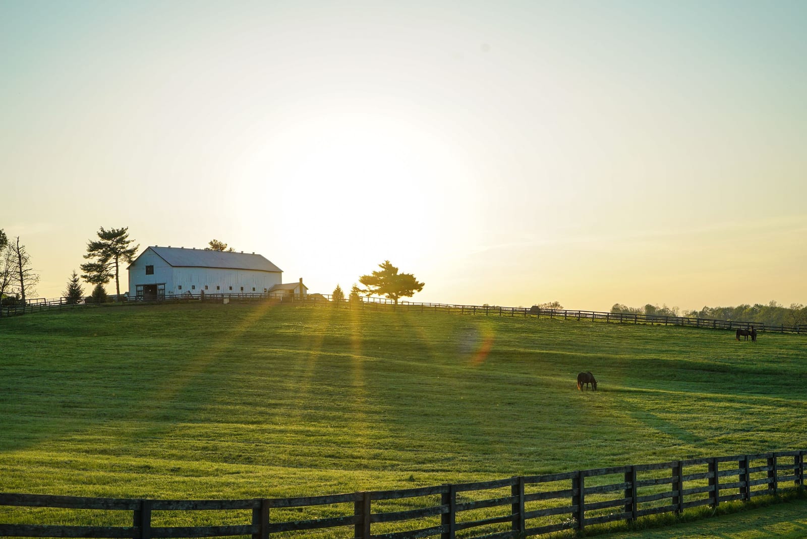 Early morning sun rising behind a white barn on a Kentucky horse farm, with horses grazing in the pasture.