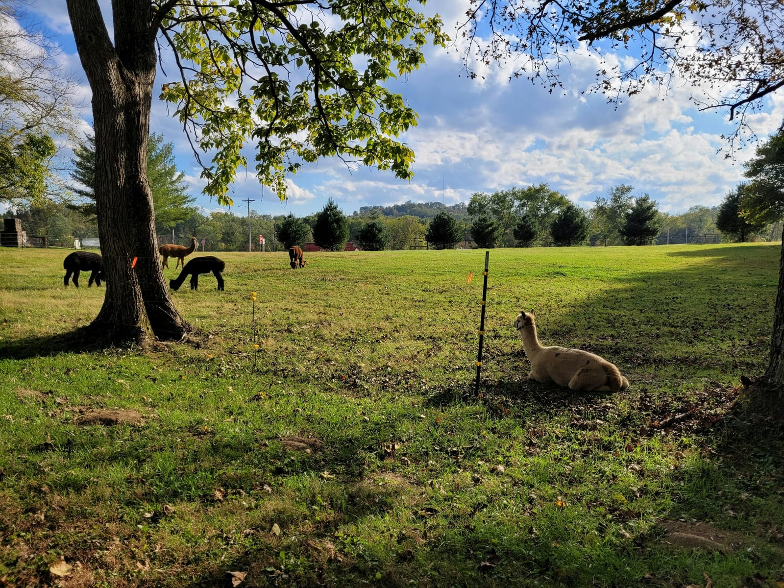 Alpacas grazing and resting under a shade tree in a green pasture.